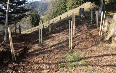 Forêt du chalet : plantation de pins Douglas (01.04.2021)