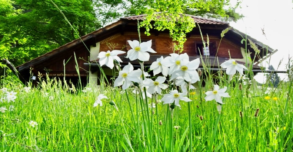 Fête des Narcisses (22.05.2022)